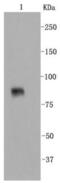 Vascular Cell Adhesion Molecule 1 antibody, NBP2-67292, Novus Biologicals, Western Blot image 