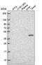 Transcription Factor CP2 antibody, PA5-67091, Invitrogen Antibodies, Western Blot image 