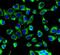 Prx-III antibody, FNab06322, FineTest, Immunofluorescence image 
