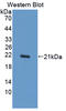 Urocortin 3 antibody, LS-C373090, Lifespan Biosciences, Western Blot image 