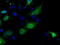 Basigin (Ok Blood Group) antibody, TA501161, Origene, Immunofluorescence image 
