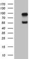 Activin receptor type IIA antibody, CF807401, Origene, Western Blot image 