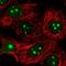 Importin 4 antibody, HPA066673, Atlas Antibodies, Immunofluorescence image 