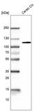 BAF Chromatin Remodeling Complex Subunit BCL11B antibody, AMAb91418, Atlas Antibodies, Western Blot image 