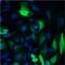 His tag antibody, MA1-135-A488, Invitrogen Antibodies, Immunofluorescence image 