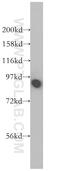 Calnexin antibody, 10427-2-AP, Proteintech Group, Western Blot image 