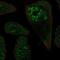 Ribosomal Protein L3 Like antibody, NBP2-13257, Novus Biologicals, Immunofluorescence image 