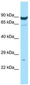 Membrane Spanning 4-Domains A7 antibody, TA331272, Origene, Western Blot image 