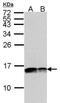 Cytochrome C Oxidase Subunit 5A antibody, PA5-27432, Invitrogen Antibodies, Western Blot image 