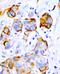 PTPN11 antibody, PA1114, Boster Biological Technology, Immunohistochemistry frozen image 