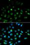 Perforin 1 antibody, orb49078, Biorbyt, Immunofluorescence image 