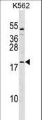 Transcription Factor 15 antibody, LS-C157159, Lifespan Biosciences, Western Blot image 