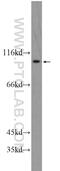 Potassium-transporting ATPase alpha chain 2 antibody, 13231-1-AP, Proteintech Group, Western Blot image 
