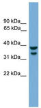 IRF1 antibody, TA341784, Origene, Western Blot image 