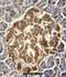 GTP cyclohydrolase I antibody, abx032632, Abbexa, Immunohistochemistry frozen image 
