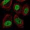 Abhydrolase Domain Containing 8 antibody, HPA058209, Atlas Antibodies, Immunofluorescence image 