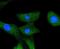 A-Raf Proto-Oncogene, Serine/Threonine Kinase antibody, NBP2-67843, Novus Biologicals, Immunofluorescence image 