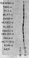 ER lumen protein retaining receptor antibody, orb67327, Biorbyt, Western Blot image 