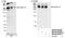 Proline/serine-rich coiled-coil protein 2 antibody, NB100-68265, Novus Biologicals, Western Blot image 
