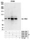 c-Myb antibody, A304-135A, Bethyl Labs, Immunoprecipitation image 