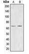 Cell Division Cycle 40 antibody, orb215172, Biorbyt, Western Blot image 
