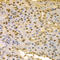 COP9 Signalosome Subunit 5 antibody, LS-C335180, Lifespan Biosciences, Immunohistochemistry frozen image 