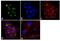 Alpha-1-antitrypsin antibody, PA5-16661, Invitrogen Antibodies, Immunofluorescence image 