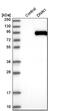 Dynein Axonemal Intermediate Chain 1 antibody, NBP1-84466, Novus Biologicals, Western Blot image 