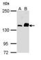 Caspase recruitment domain-containing protein 11 antibody, orb89951, Biorbyt, Western Blot image 