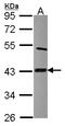 Lipoyl synthase, mitochondrial antibody, LS-C186406, Lifespan Biosciences, Western Blot image 