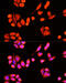 DnaJ Heat Shock Protein Family (Hsp40) Member C19 antibody, 15-806, ProSci, Immunofluorescence image 