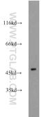 Steroid hormone receptor ERR2 antibody, 22644-1-AP, Proteintech Group, Western Blot image 