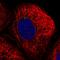 Cystinosin, Lysosomal Cystine Transporter antibody, HPA046947, Atlas Antibodies, Immunocytochemistry image 
