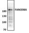 Transcription Activation Suppressor antibody, NBP1-90672, Novus Biologicals, Western Blot image 