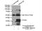 Dickkopf WNT Signaling Pathway Inhibitor 2 antibody, 21051-1-AP, Proteintech Group, Immunoprecipitation image 