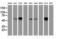 Exonuclease 3'-5' Domain Containing 1 antibody, M15906, Boster Biological Technology, Western Blot image 