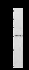 DNA dC->dU-editing enzyme APOBEC-3G antibody, orb67157, Biorbyt, Western Blot image 