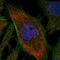Rho GTPase-activating protein 21 antibody, HPA057861, Atlas Antibodies, Immunofluorescence image 