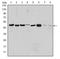 Aurora Kinase A antibody, AM06572SU-N, Origene, Western Blot image 