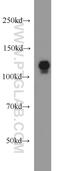 DRF3 antibody, 14342-1-AP, Proteintech Group, Western Blot image 