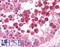 Diablo IAP-Binding Mitochondrial Protein antibody, LS-B1350, Lifespan Biosciences, Immunohistochemistry frozen image 
