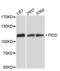P53-Induced Death Domain Protein 1 antibody, AHP2509, Bio-Rad (formerly AbD Serotec) , Western Blot image 