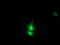 Potassium Channel Tetramerization Domain Containing 14 antibody, TA502529, Origene, Immunofluorescence image 