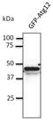 Autophagy Related 12 antibody, LS-C204269, Lifespan Biosciences, Western Blot image 