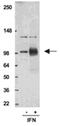 Signal Transducer And Activator Of Transcription 1 antibody, MBS565348, MyBioSource, Western Blot image 