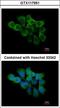 Peptidylprolyl Isomerase F antibody, LS-C155517, Lifespan Biosciences, Immunofluorescence image 