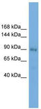 Kinesin Associated Protein 3 antibody, TA333859, Origene, Western Blot image 