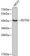 Dynactin Subunit 2 antibody, 18-570, ProSci, Western Blot image 