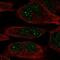 Zinc Finger Protein 221 antibody, HPA059435, Atlas Antibodies, Immunofluorescence image 