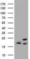 Mitochondrial Ribosomal Protein L58 antibody, TA505881BM, Origene, Western Blot image 